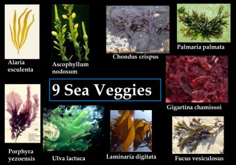 9seaveggies.png